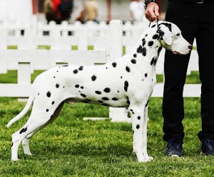 Allevamento Professionale Mondo Dalmata