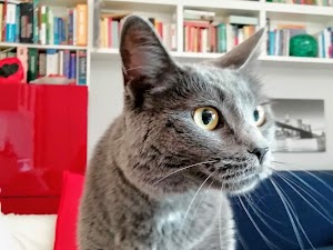 Dog Sitter & Cat Sitter - Monza