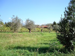 Frantoio De Lucchi Roberto