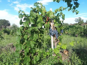 Alice Bonaccorsi vini Valcerasa