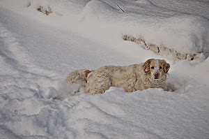 Clinica veterinaria formiginese