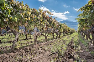 Donnafugata Cantina Randazzo, Etna