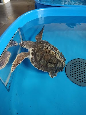 Centro Ricerche Tartarughe Marine - Osservatorio del Golfo di Napoli - Stazione Zoologica Anton Dohrn