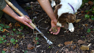 Truffle in Tuscany - Truffle Hunting Experience