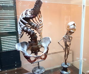 Collezione Anatomica Paolo Gorini