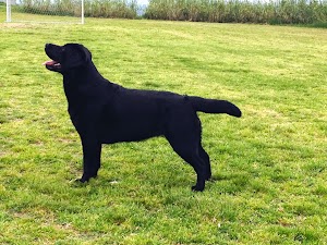 Fadak Labradors Allevamento amatoriale