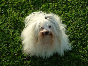 Pensione Per Cani E Gatti Il Rubicone