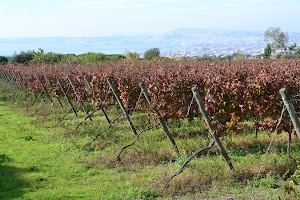 Azienda Vinicola Sannino