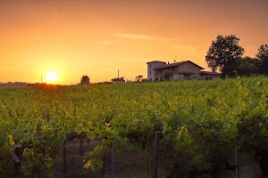 Vigna Dorata Azienda Agricola