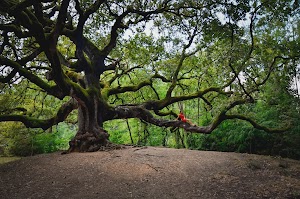 Quercia delle Streghe