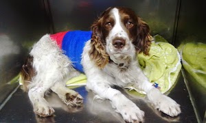 Ambulatorio Veterinario Roffo Rocchi Scarpa Sarzana