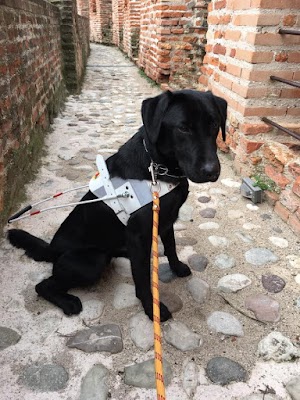 Scuola Triveneta Cani Guida A.P.S.