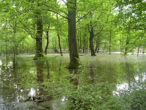 Oasi WWF Bosco del Bottaccio