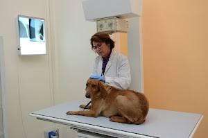 Ozonoterapia VeterinariAmica di Marica Pascalicchio Puglia