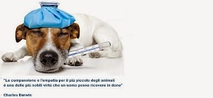 Clinica Veterinaria Salluzzi