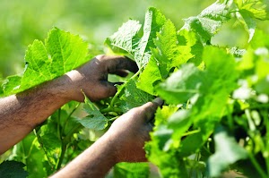 Cantina Lama di Rose